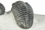 Beautiful Cluster of Pedinopariops Trilobites - Mrakib, Morocco #287721-8